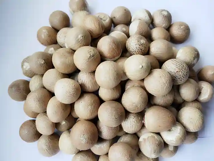 Moti Nut