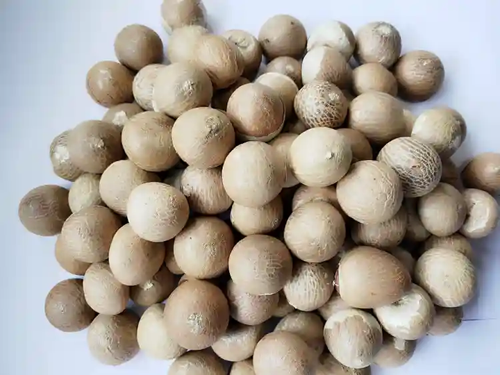 Moti Nut
