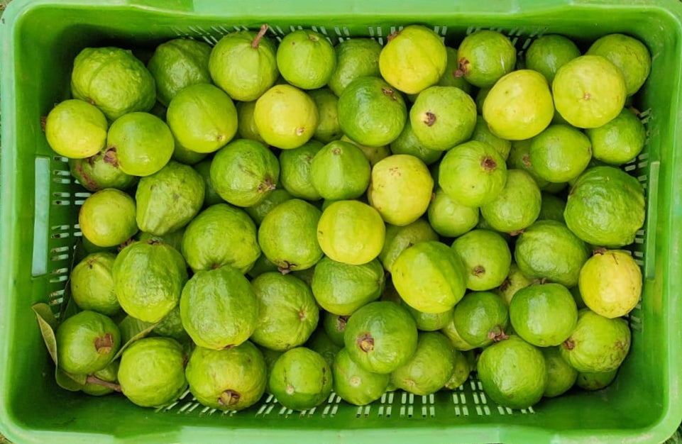 Guava