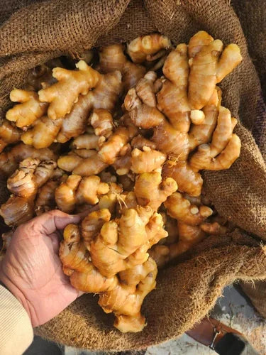 Indian Ginger