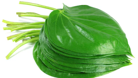 Indian Premium Quality Betel Leaves