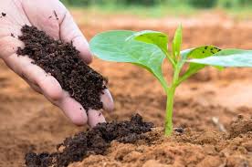 Cow Dung (Dry/Processed) – Export Quality