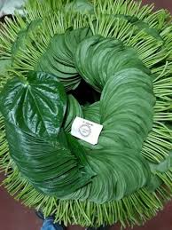 Indian Premium Quality Betel Leaves