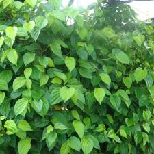 Indian Premium Quality Betel Leaves