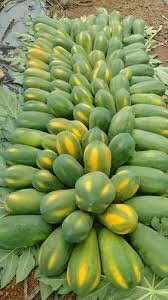 Papaya