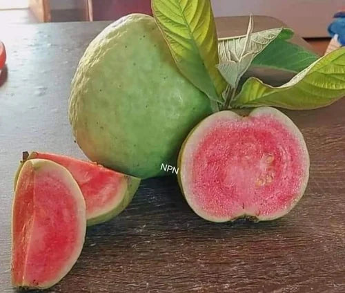 Guava