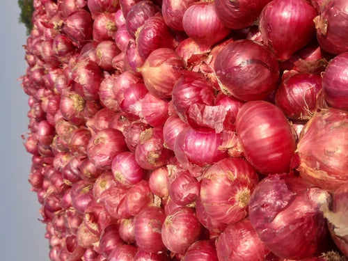 Indian Onion